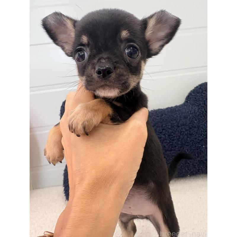 販売中の千葉県のチワワ(スムースコート)-424082の5枚目