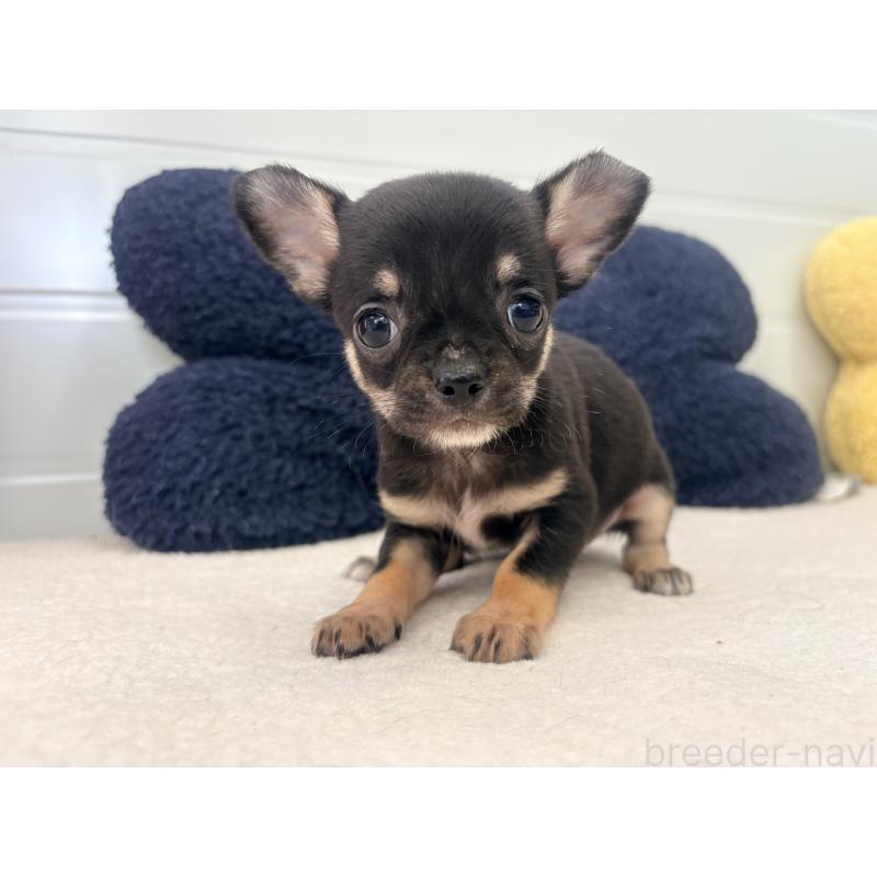 販売中の千葉県のチワワ(スムースコート)-424082の4枚目