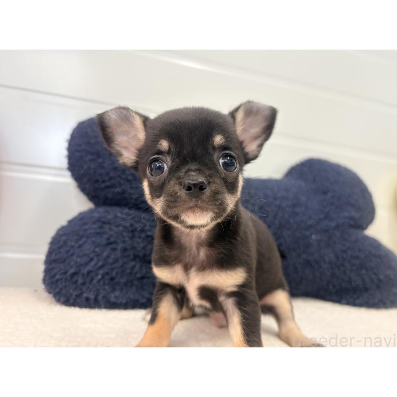 販売中の千葉県のチワワ(スムースコート)-424082の3枚目