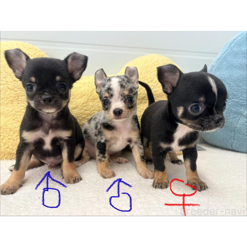 販売中の千葉県のチワワ(スムースコート)-424082の2枚目