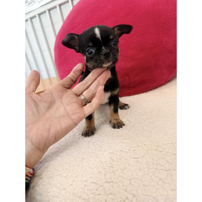 販売中の千葉県のチワワ(スムースコート)-424085の5枚目