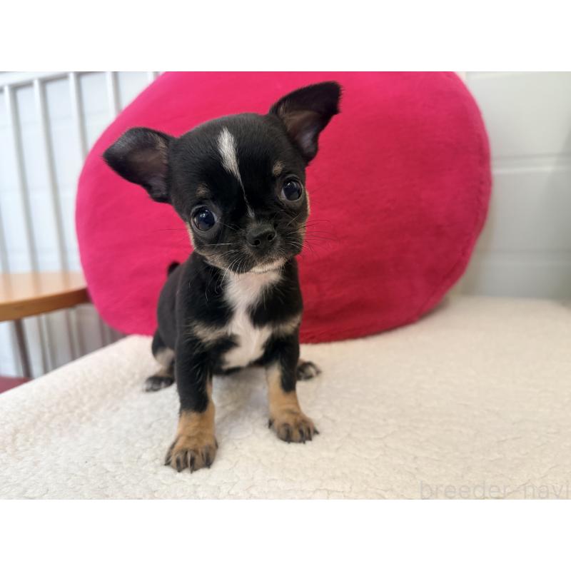 販売中の千葉県のチワワ(スムースコート)-424085の4枚目