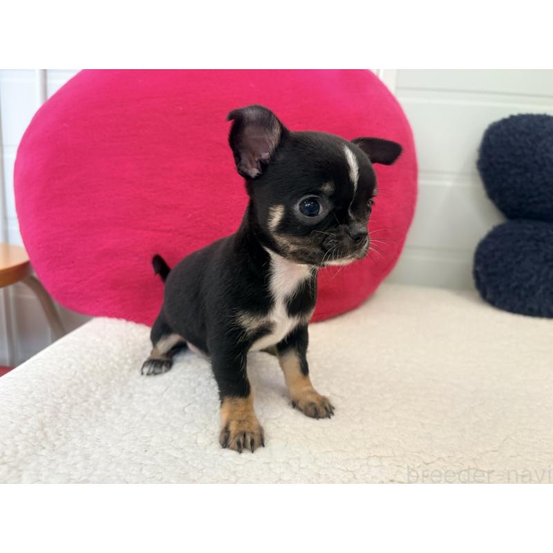 販売中の千葉県のチワワ(スムースコート)-424085の3枚目