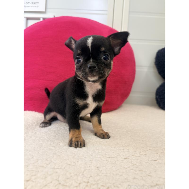 販売中の千葉県のチワワ(スムースコート)-424085の2枚目