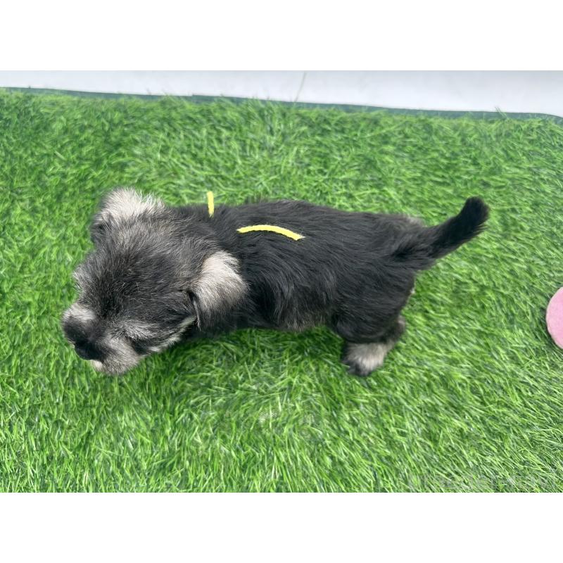 販売中の愛知県のミニチュアシュナウザー-424083の5枚目