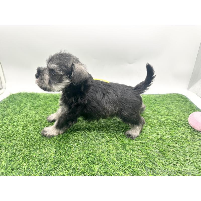 販売中の愛知県のミニチュアシュナウザー-424083の4枚目