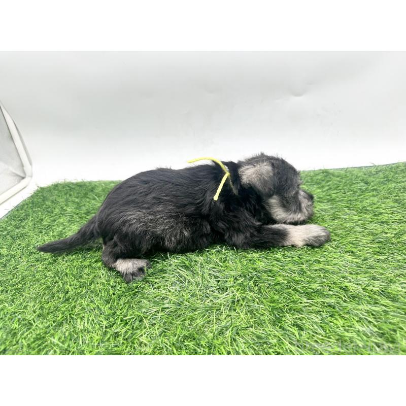 販売中の愛知県のミニチュアシュナウザー-424083の3枚目