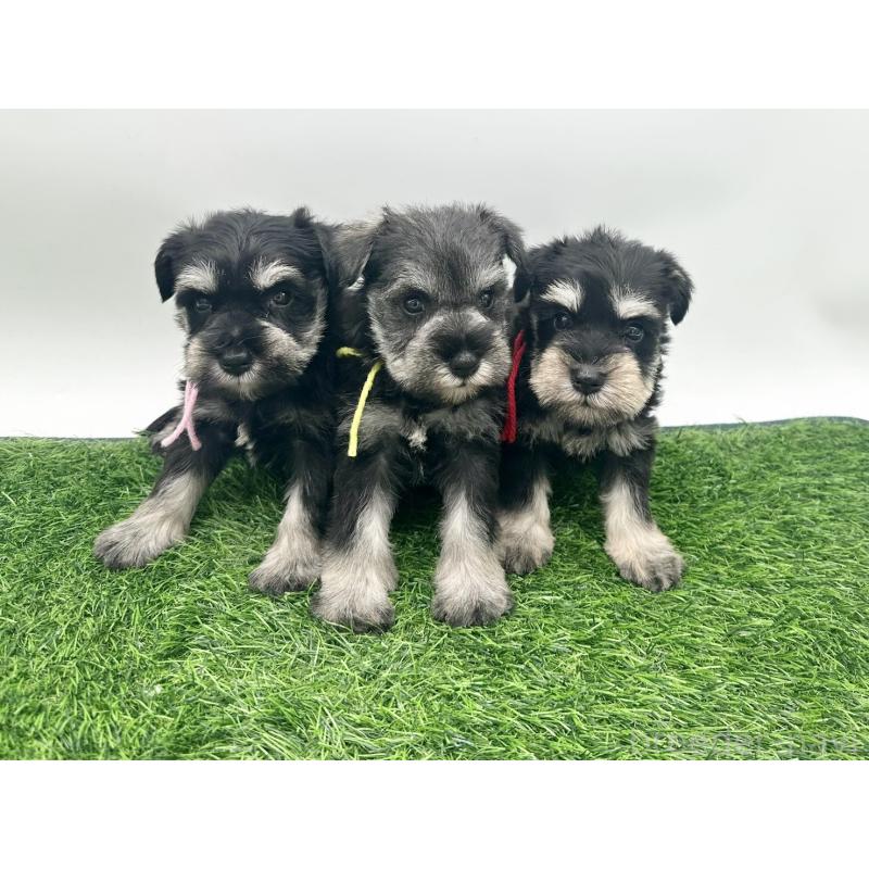 販売中の愛知県のミニチュアシュナウザー-424083の2枚目