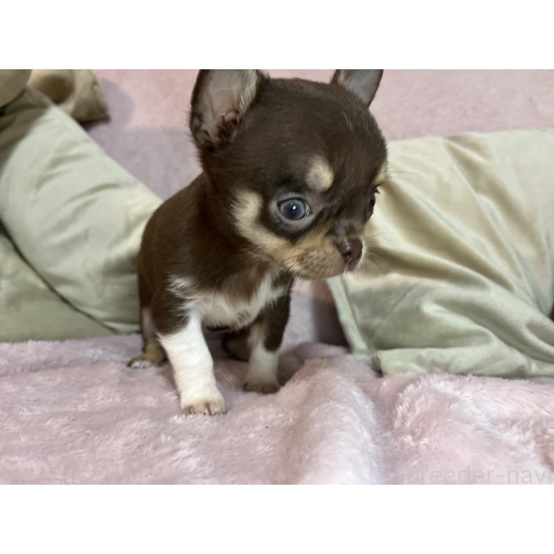 販売中の福岡県のチワワ(スムースコート)-424084