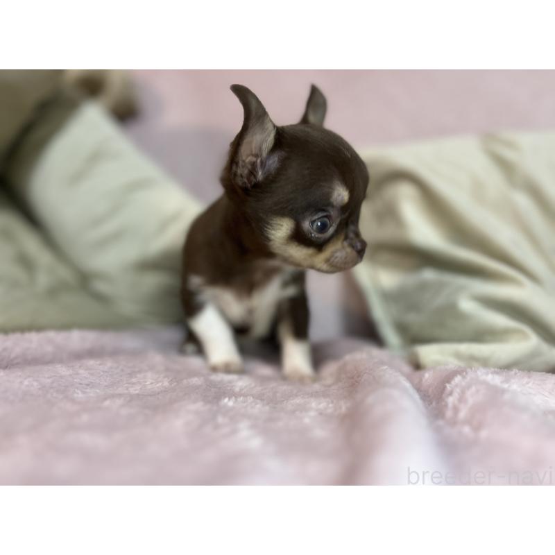 販売中の福岡県のチワワ(スムースコート)-424084の4枚目