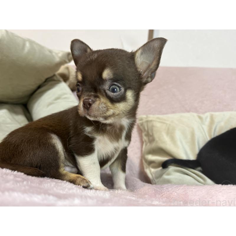 販売中の福岡県のチワワ(スムースコート)-424084の3枚目