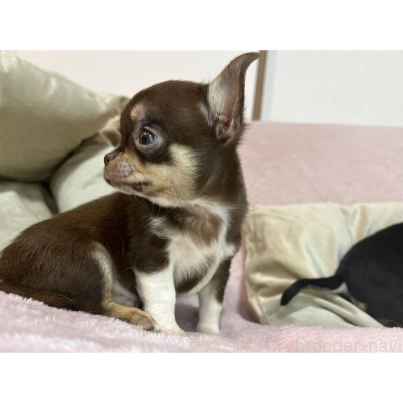 販売中の福岡県のチワワ(スムースコート)-424084の2枚目