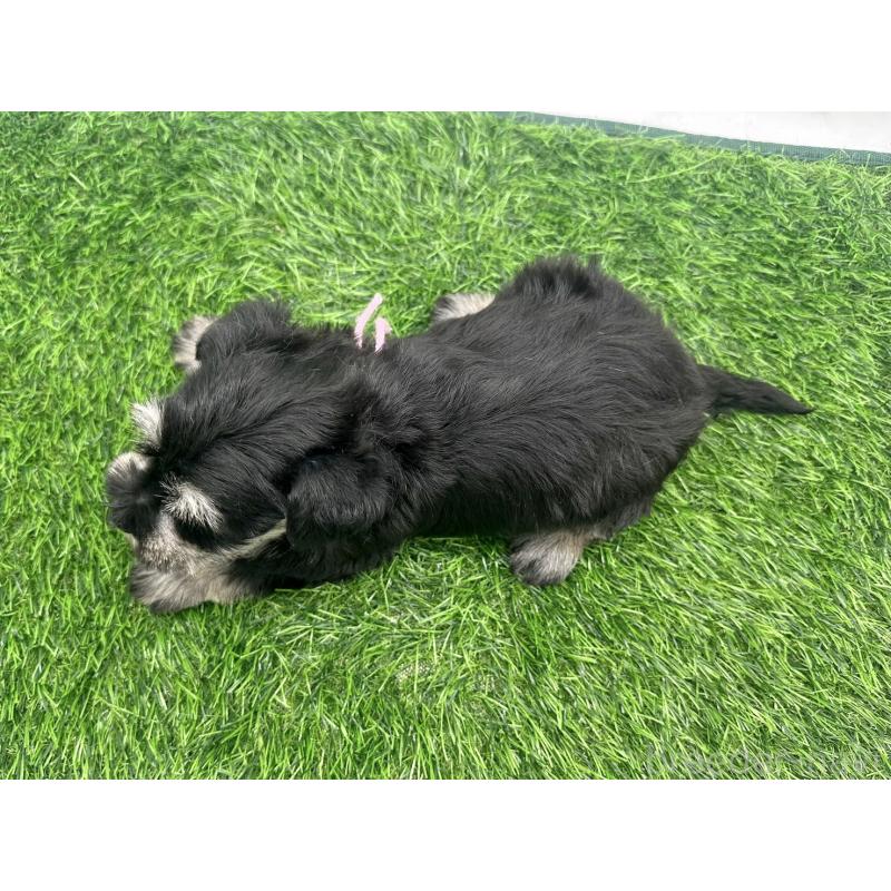 販売中の愛知県のミニチュアシュナウザー-424086の5枚目