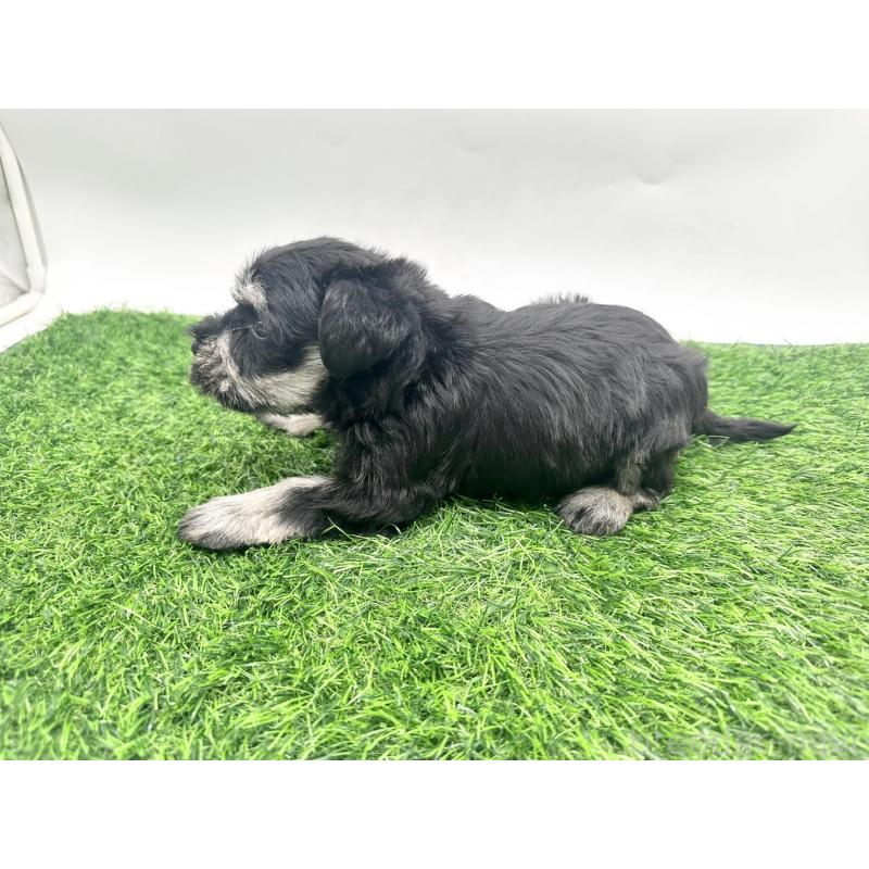 販売中の愛知県のミニチュアシュナウザー-424086の4枚目