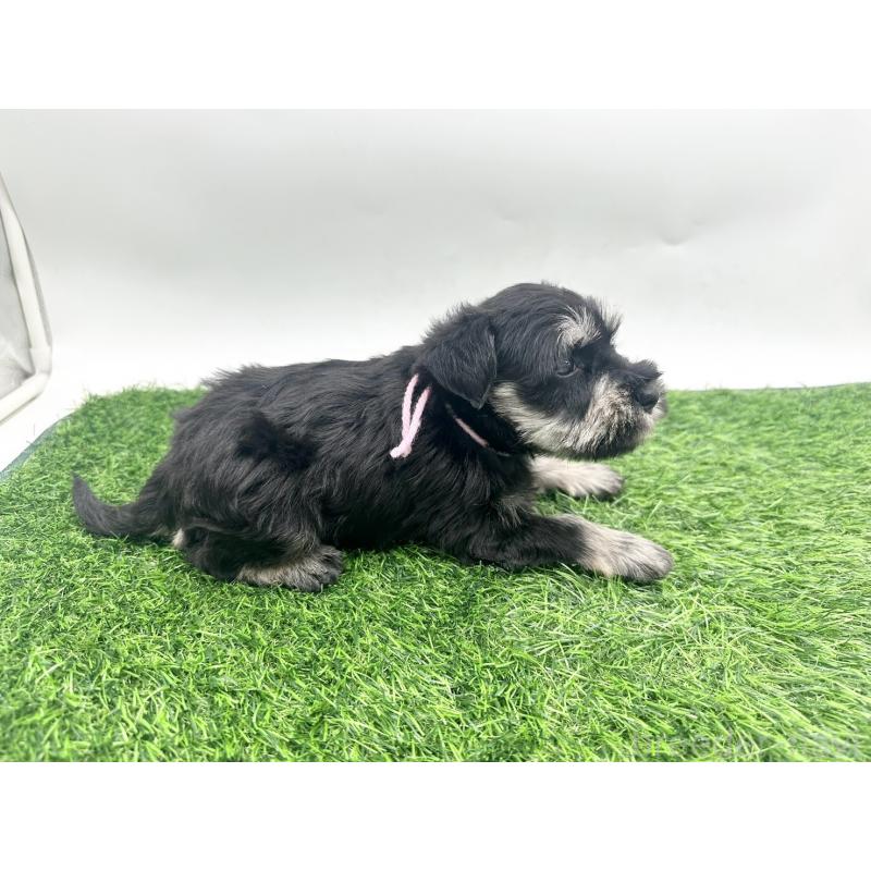 販売中の愛知県のミニチュアシュナウザー-424086の3枚目