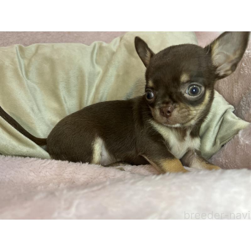 販売中の福岡県のチワワ(スムースコート)-424087の1枚目