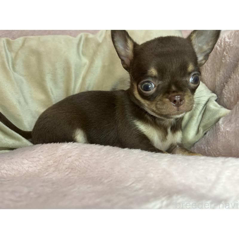 販売中の福岡県のチワワ(スムースコート)-424087の5枚目