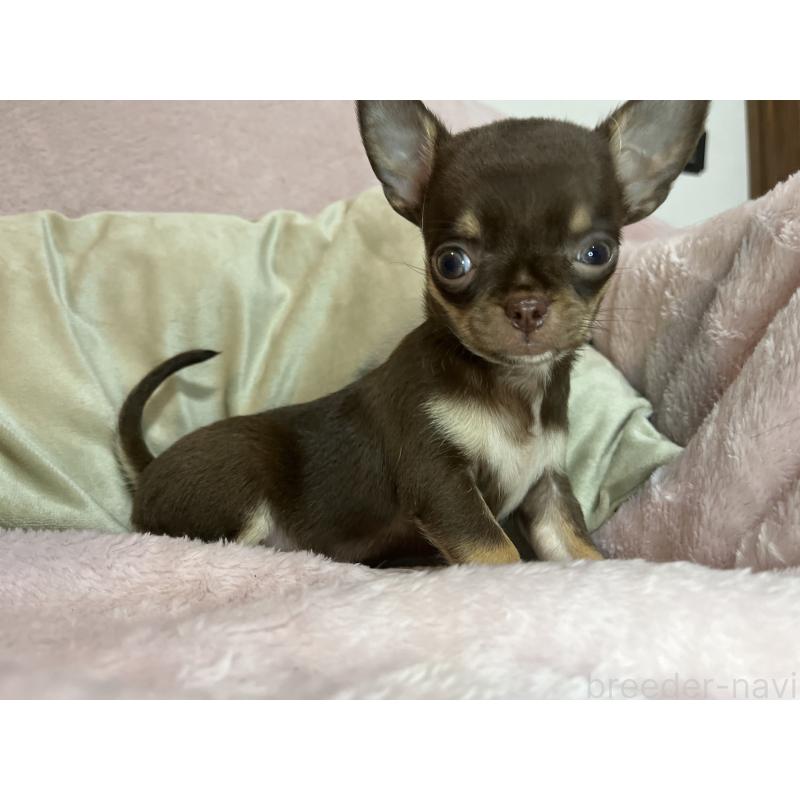 販売中の福岡県のチワワ(スムースコート)-424087の4枚目