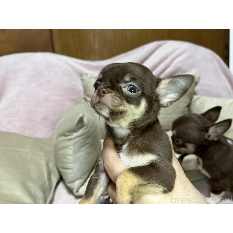 販売中の福岡県のチワワ(スムースコート)-424087の3枚目