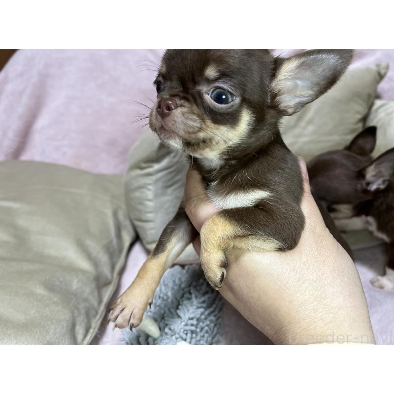 販売中の福岡県のチワワ(スムースコート)-424087の2枚目