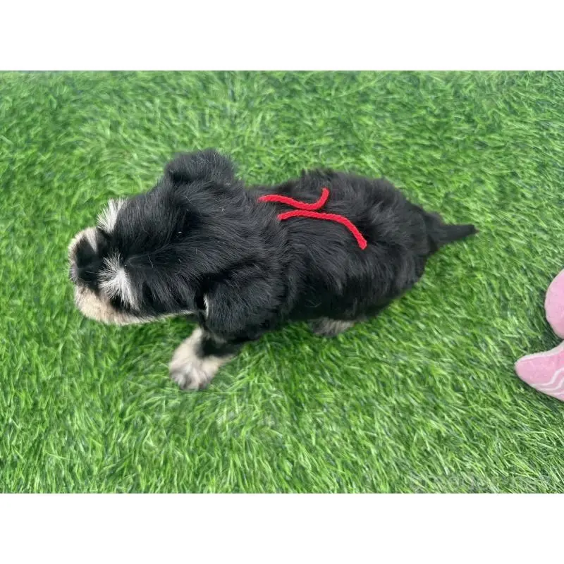 販売中の愛知県のミニチュアシュナウザー-424088の5枚目