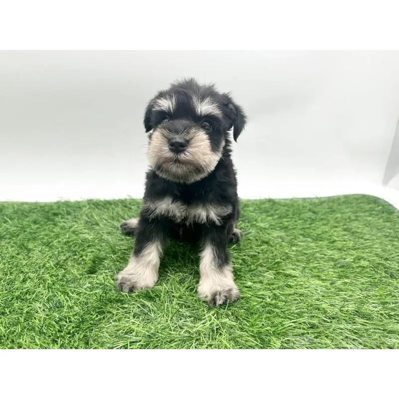 販売中の愛知県のミニチュアシュナウザー-424088の4枚目