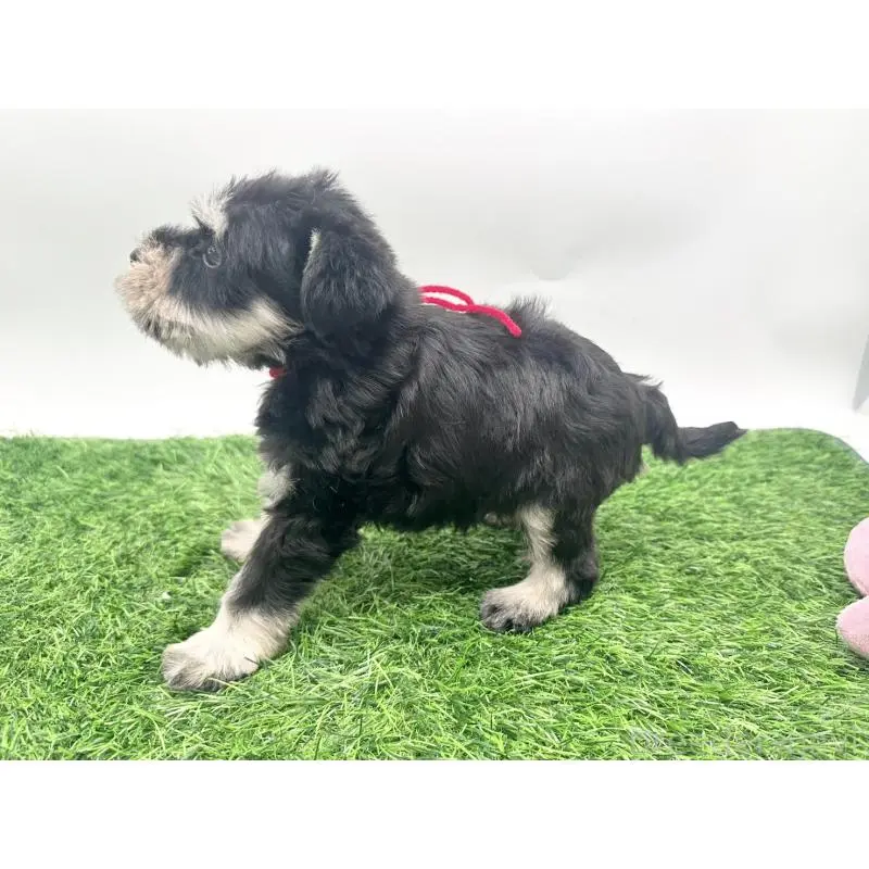 販売中の愛知県のミニチュアシュナウザー-424088の3枚目