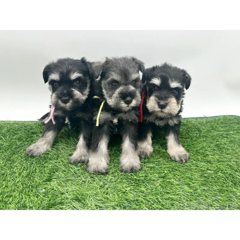 販売中の愛知県のミニチュアシュナウザー-424088の2枚目