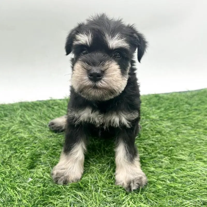 販売中の愛知県のミニチュアシュナウザー-424088の1枚目