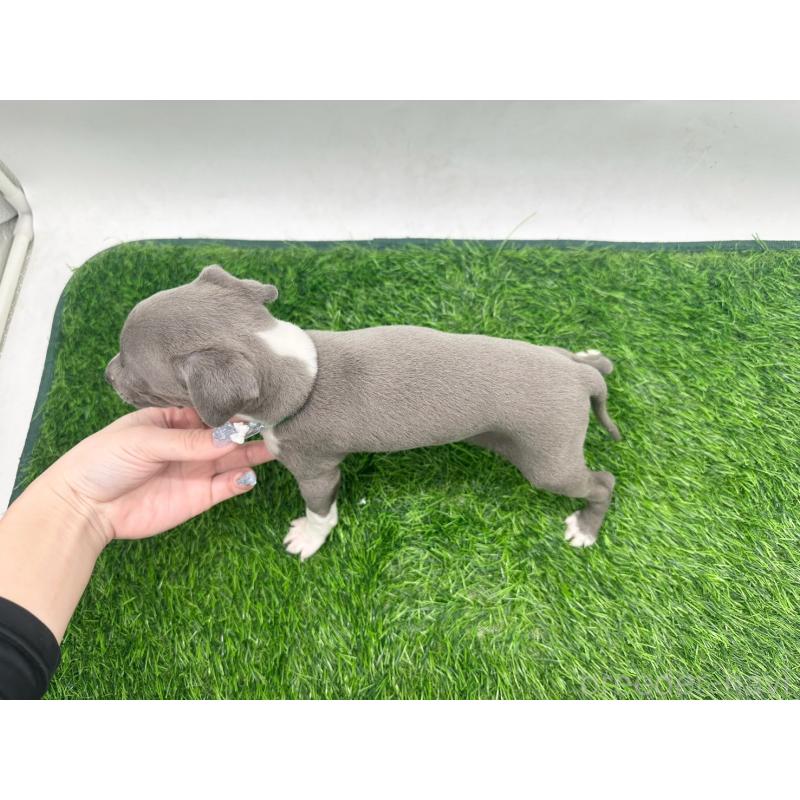 販売中の愛知県のイタリアングレーハウンド(イタグレ)-424089の4枚目