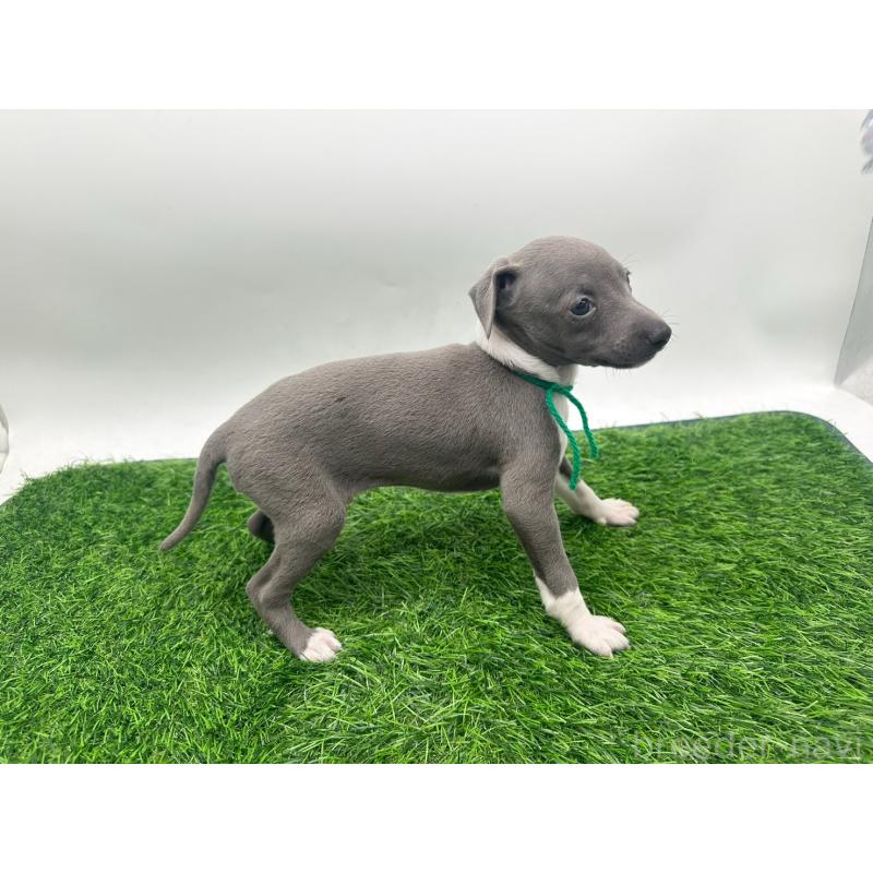 販売中の愛知県のイタリアングレーハウンド(イタグレ)-424089の3枚目