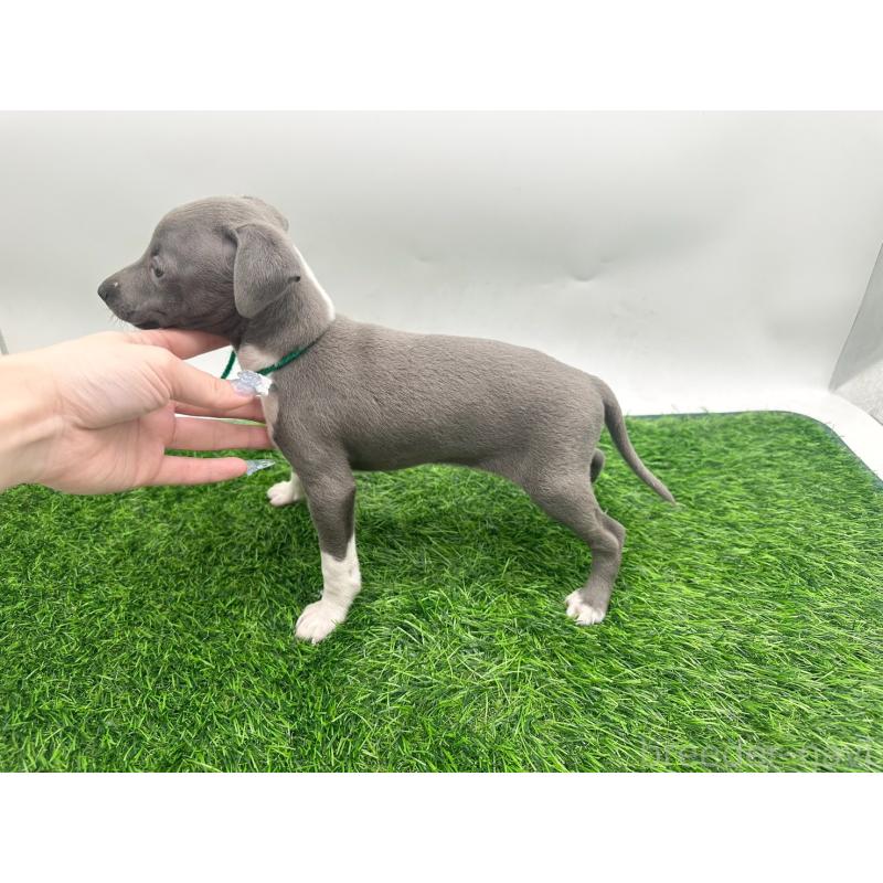 販売中の愛知県のイタリアングレーハウンド(イタグレ)-424089の2枚目