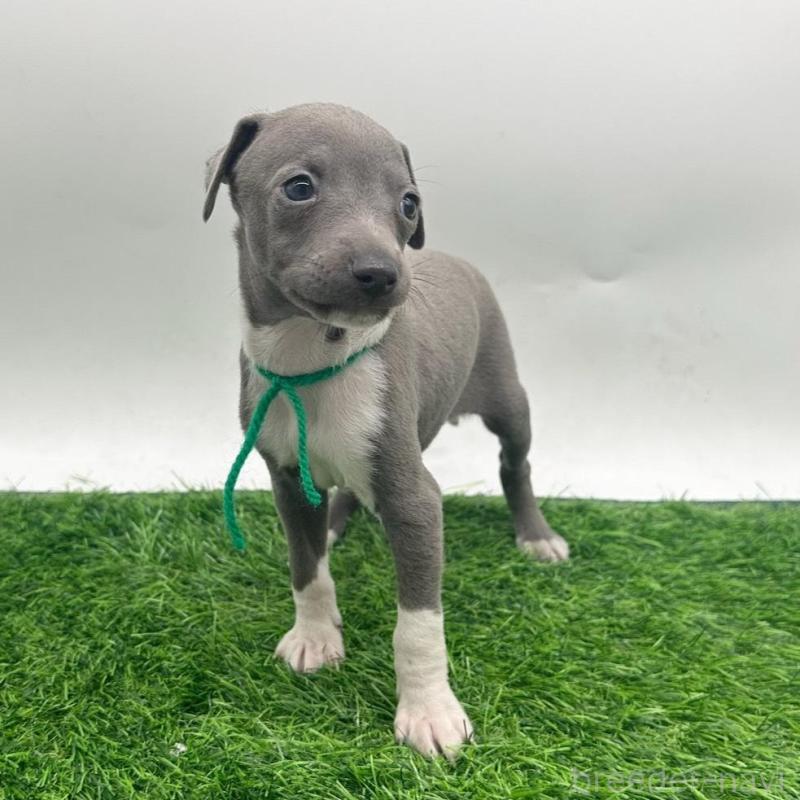 販売中の愛知県のイタリアングレーハウンド(イタグレ)-424089の1枚目
