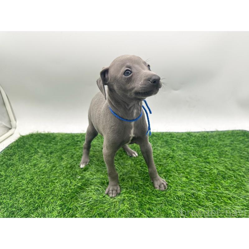 販売中の愛知県のイタリアングレーハウンド(イタグレ)-424092の5枚目