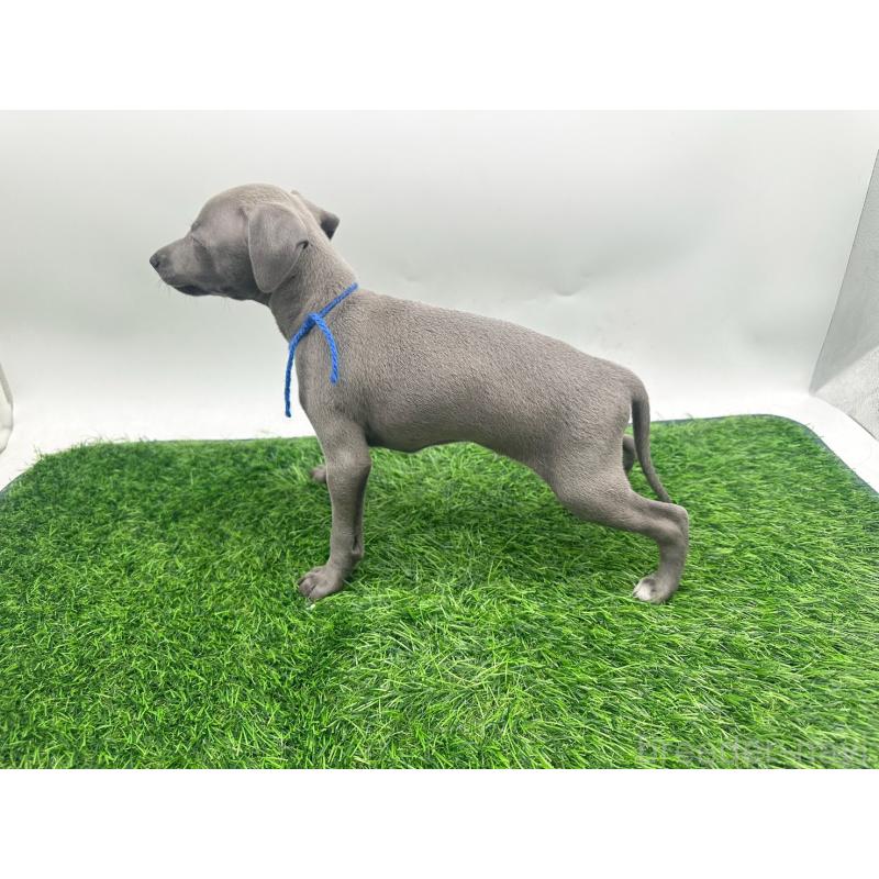 販売中の愛知県のイタリアングレーハウンド(イタグレ)-424092の4枚目