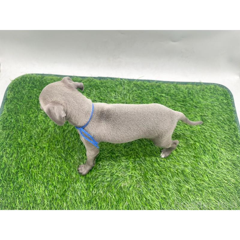 販売中の愛知県のイタリアングレーハウンド(イタグレ)-424092の3枚目