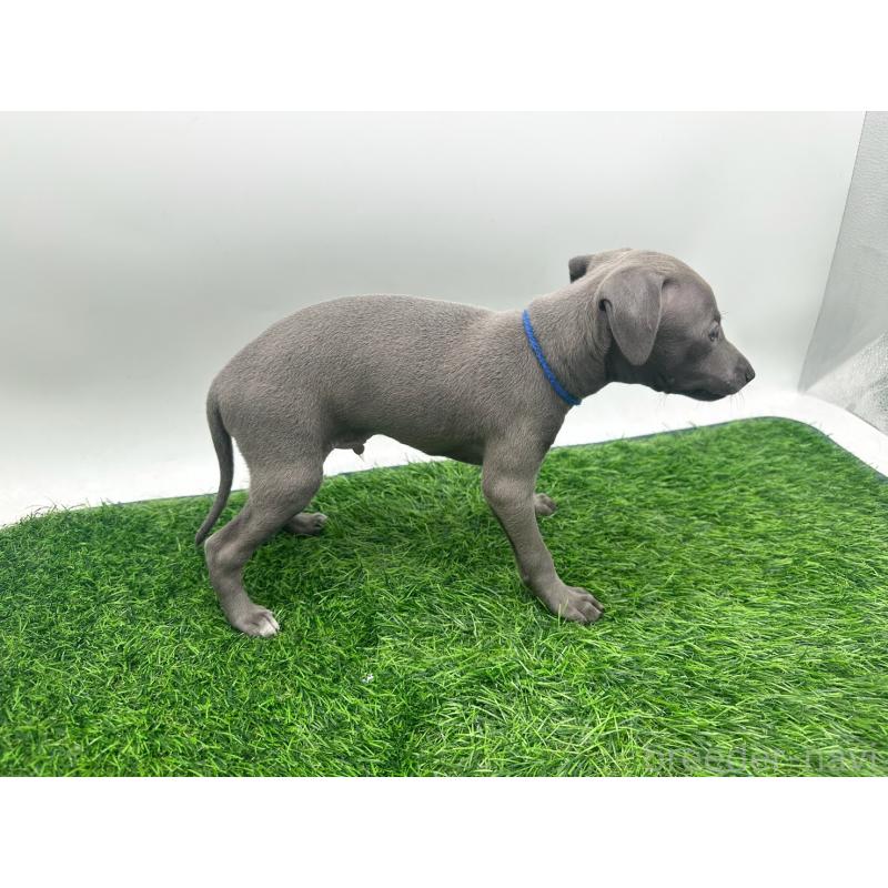 販売中の愛知県のイタリアングレーハウンド(イタグレ)-424092の2枚目