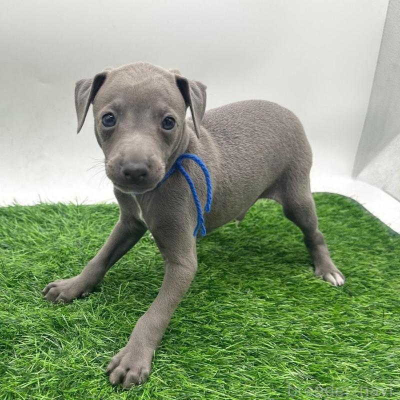 販売中の愛知県のイタリアングレーハウンド(イタグレ)-424092
