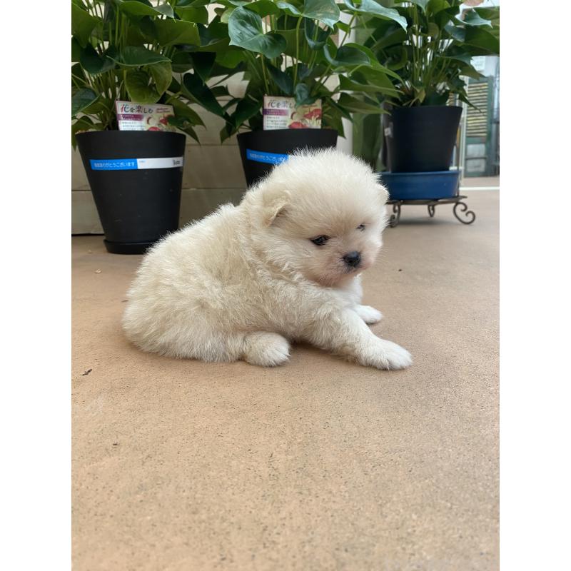 販売中の沖縄県のポメラニアン-424093の5枚目