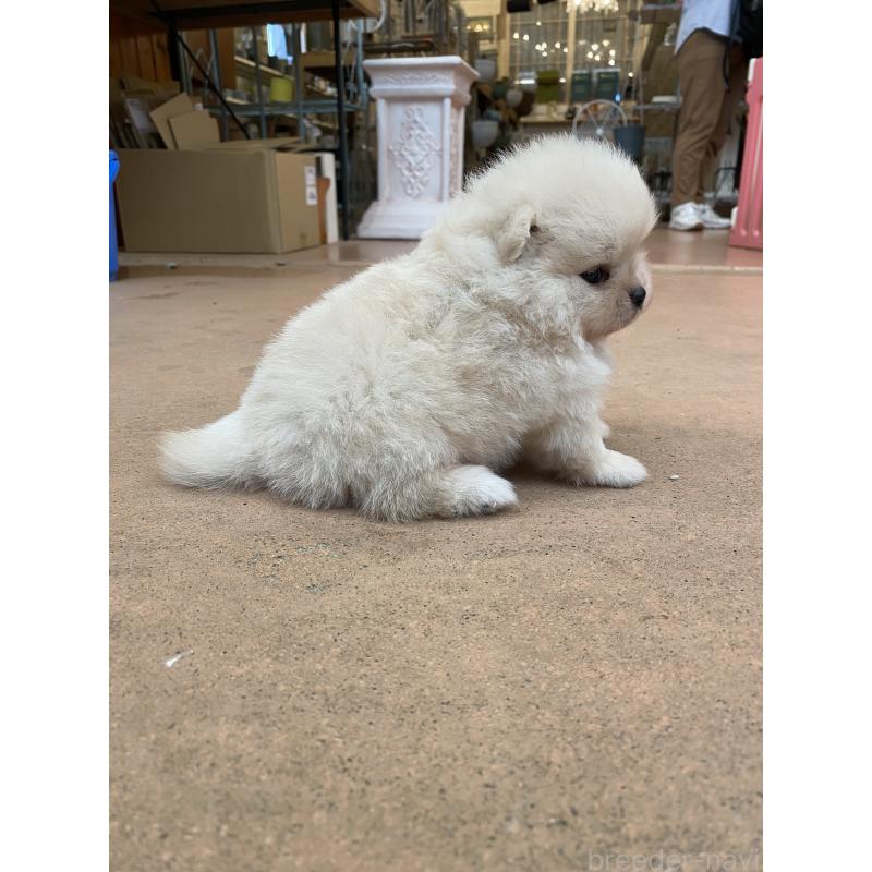 販売中の沖縄県のポメラニアン-424093の4枚目