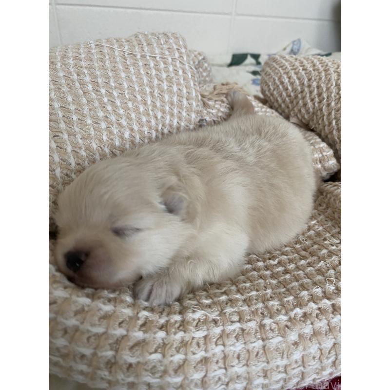 販売中の沖縄県のポメラニアン-424093の3枚目