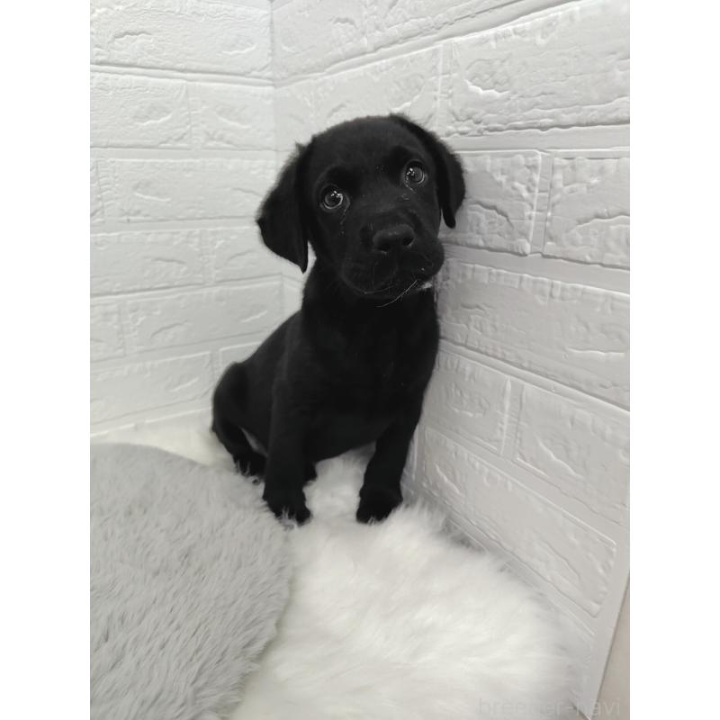 販売中の岡山県のラブラドールレトリーバー-424094の14枚目