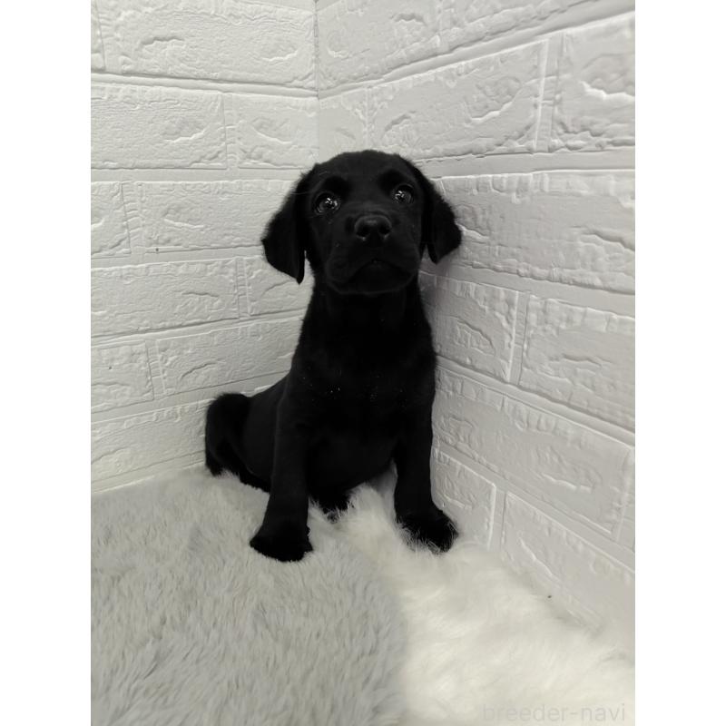 販売中の岡山県のラブラドールレトリーバー-424094の13枚目