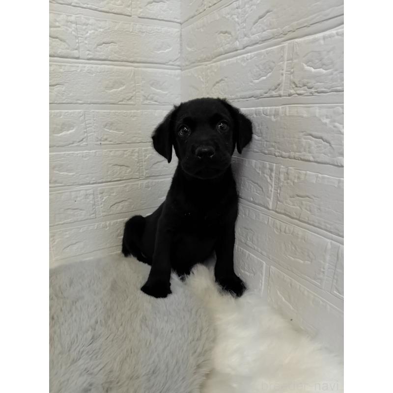 販売中の岡山県のラブラドールレトリーバー-424094の12枚目