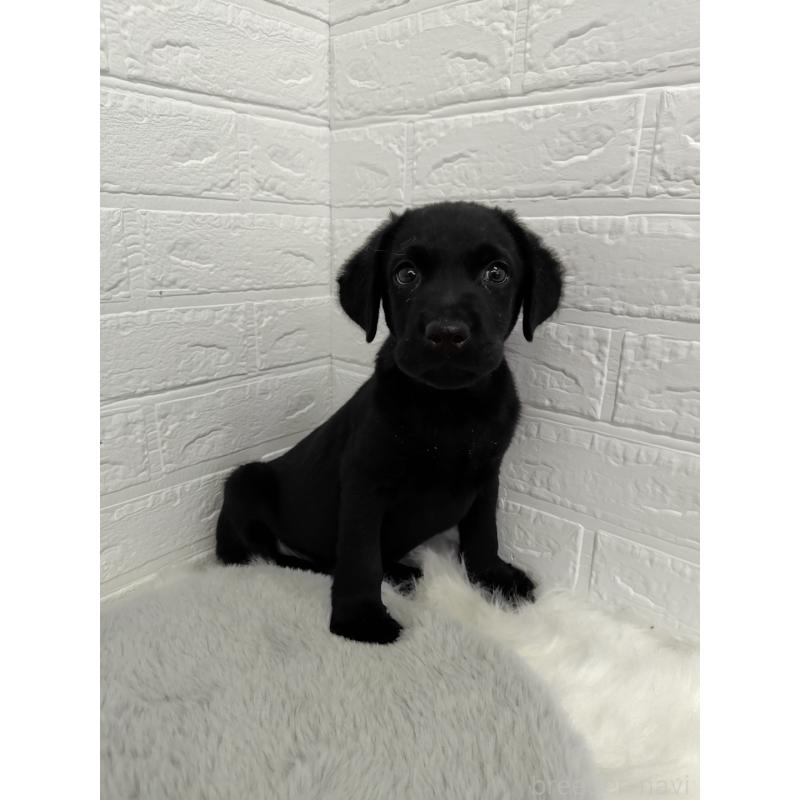 販売中の岡山県のラブラドールレトリーバー-424094の11枚目