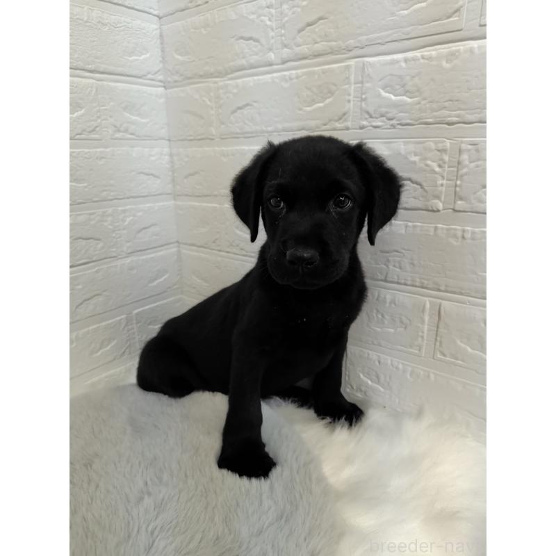 販売中の岡山県のラブラドールレトリーバー-424094の10枚目