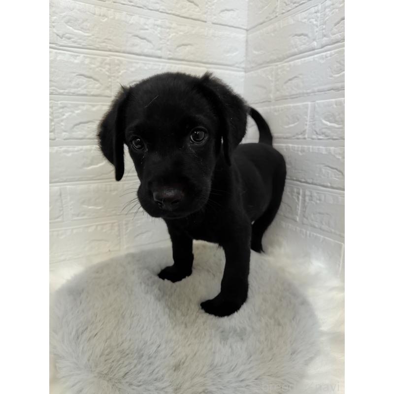 販売中の岡山県のラブラドールレトリーバー-424094の9枚目