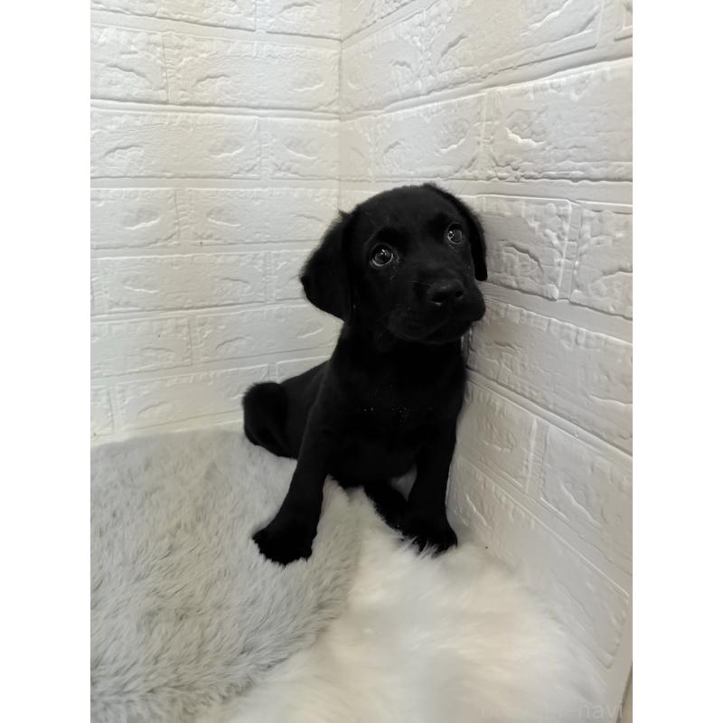 販売中の岡山県のラブラドールレトリーバー-424094の8枚目