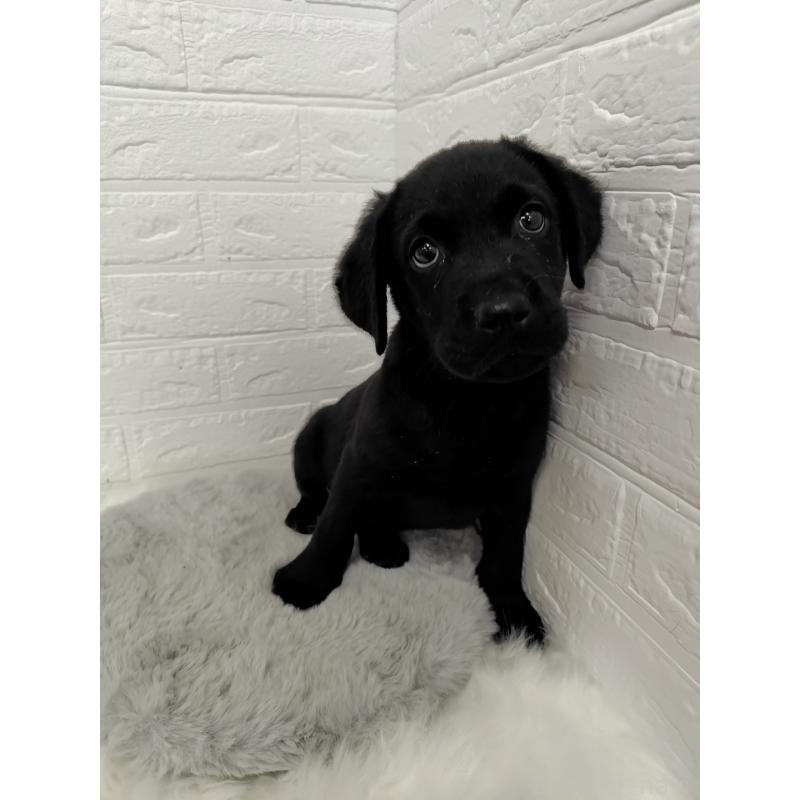 販売中の岡山県のラブラドールレトリーバー-424094の7枚目