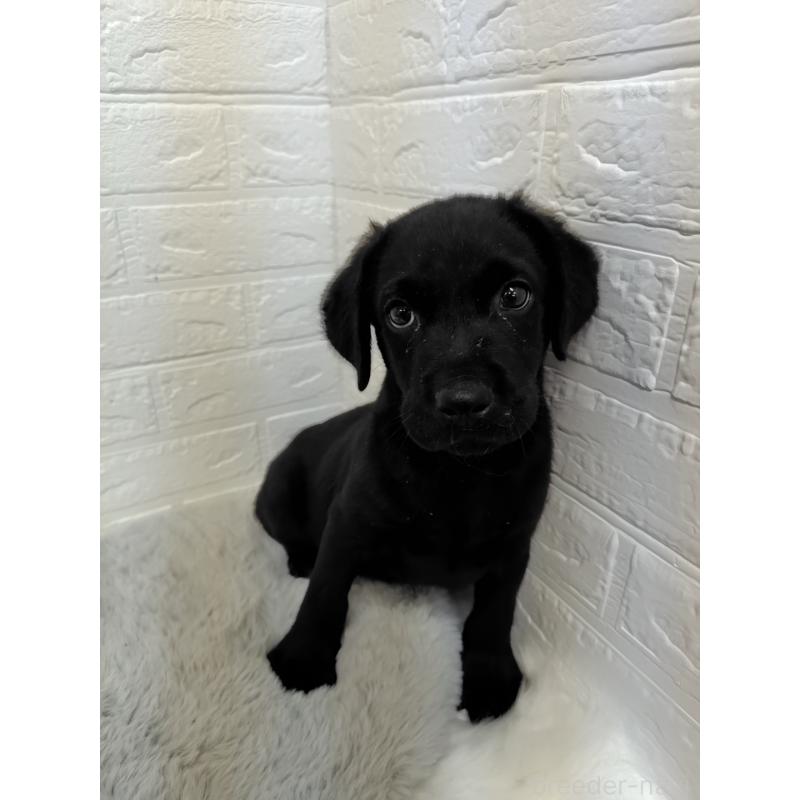 販売中の岡山県のラブラドールレトリーバー-424094の6枚目